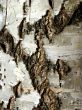 Birch bark