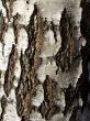 Birch bark