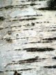 Birch bark