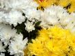 Yellow and white Chrysanthemum