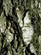 Bark of tree