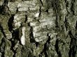 Bark of tree