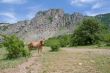 Wild horse