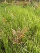 Mixed grass