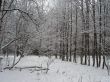 Winter forest