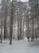 Winter forest 2
