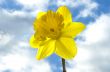daffodil in the sky