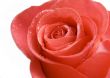 Rose and water