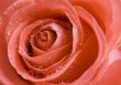 Closed-up rose