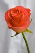 Rose on the grey