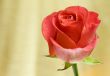 the rose on the yellow