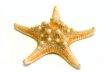 starfish