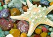 starfish on the pebble