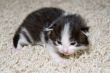 Kitty
