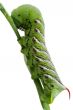 Tomato Hornworm