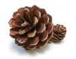 Pine Cones Duo