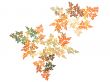 Fall Colors