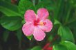 Tropical Hibiscus
