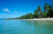 Palm Trees on Martinique Beach