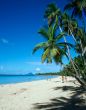 Palm Trees on Martinique Beach