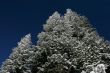 Pine trees covered with snow after a storm