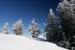 Pine trees covered with snow after a storm