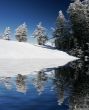 Pine trees covered with snow after a storm