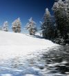 Pine trees covered with snow after a storm