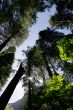 Tall trees in Yosemite