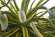 big agave