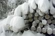 logs under snow