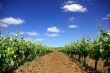 grapevines