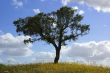 Solitary Tree