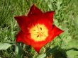 Wild red tulip