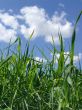 Sky and  grass