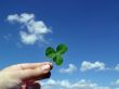Leaf of clover in hand