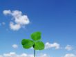 Leaf of clover on  blue sky