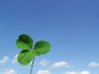 Leaf of clover on  blue sky