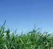 Sky and  grass