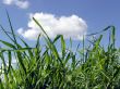 Sky and  grass