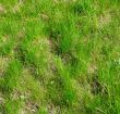 Green grass