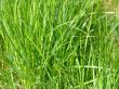 Green grass
