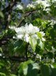 Blossoming apple-tree