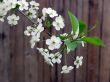  Blossoming cherry on wood background