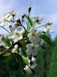  Blossoming cherry