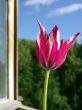 Tulip in an open window