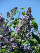 Spring. Blossoming lilac