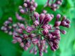 Blossoming lilac close-up