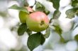 Apples