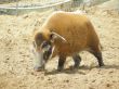 Boar